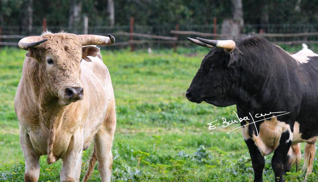Los novillos de Prieto de la Cal para Vic-Fezensac