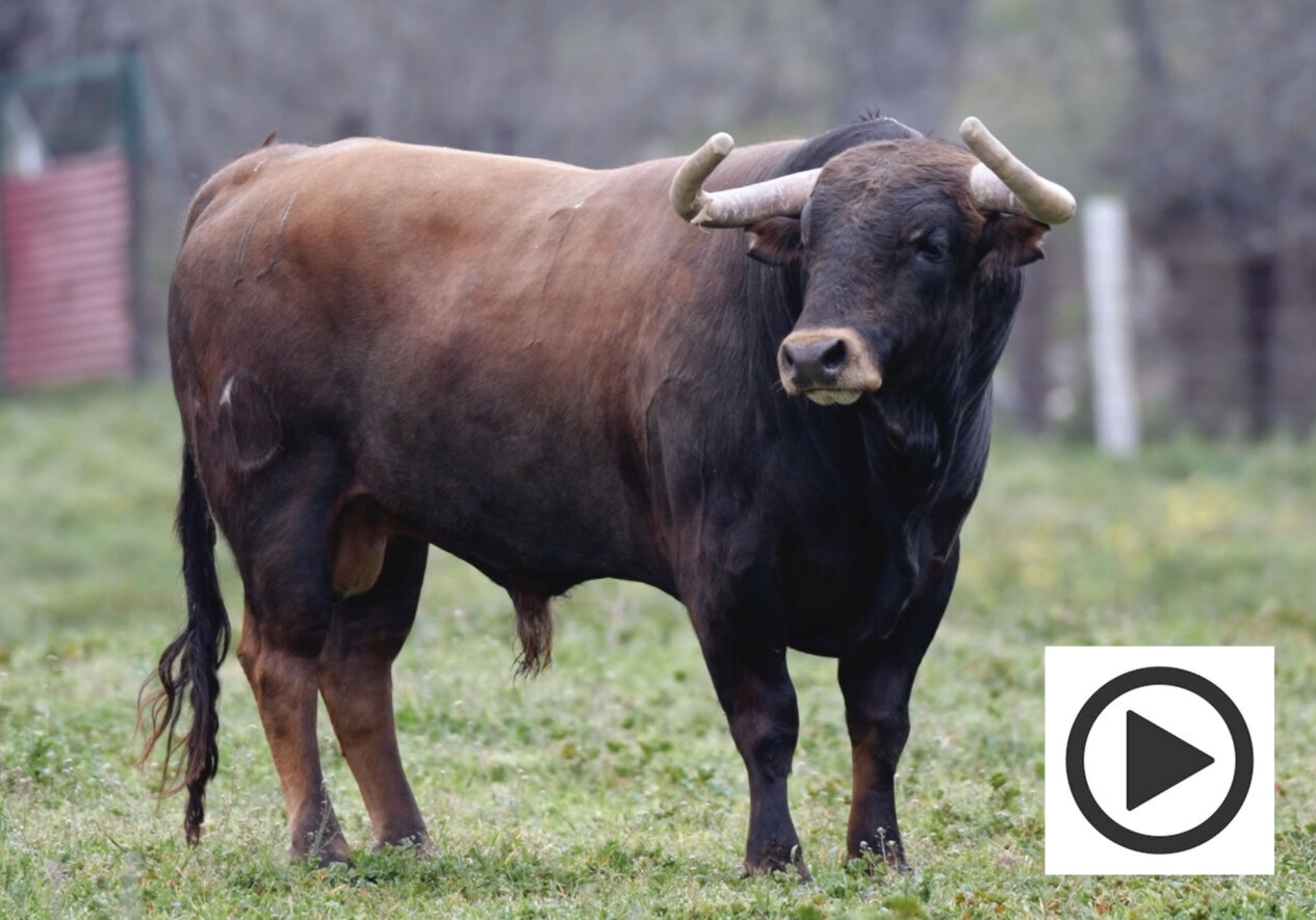 Así es la novillada de Montealto para el mano a mano benéfico de Toledo