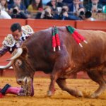 Profesor, embistiendo a la muleta de El Fandi el pasado 30 de abril en Sevilla. Foto: Arjona