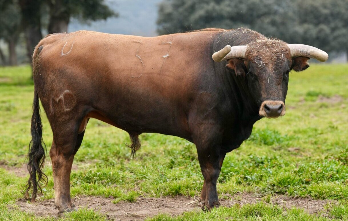 Estos son los novillos de Montealto para la novillada benéfica de Toledo