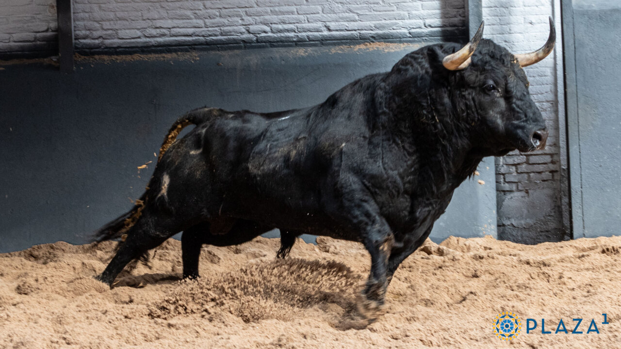 Seis de Hnos. Sánchez Herrero para la segunda novillada de la temporada en Las Ventas