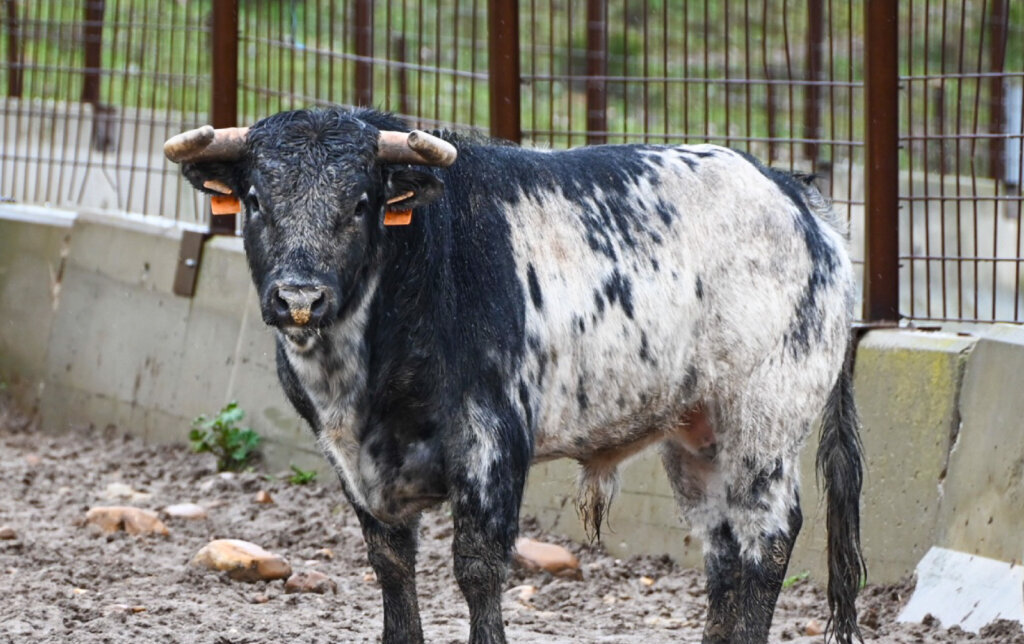 Así son los novillos de Quintas y Guerrero y Carpintero para El Álamo