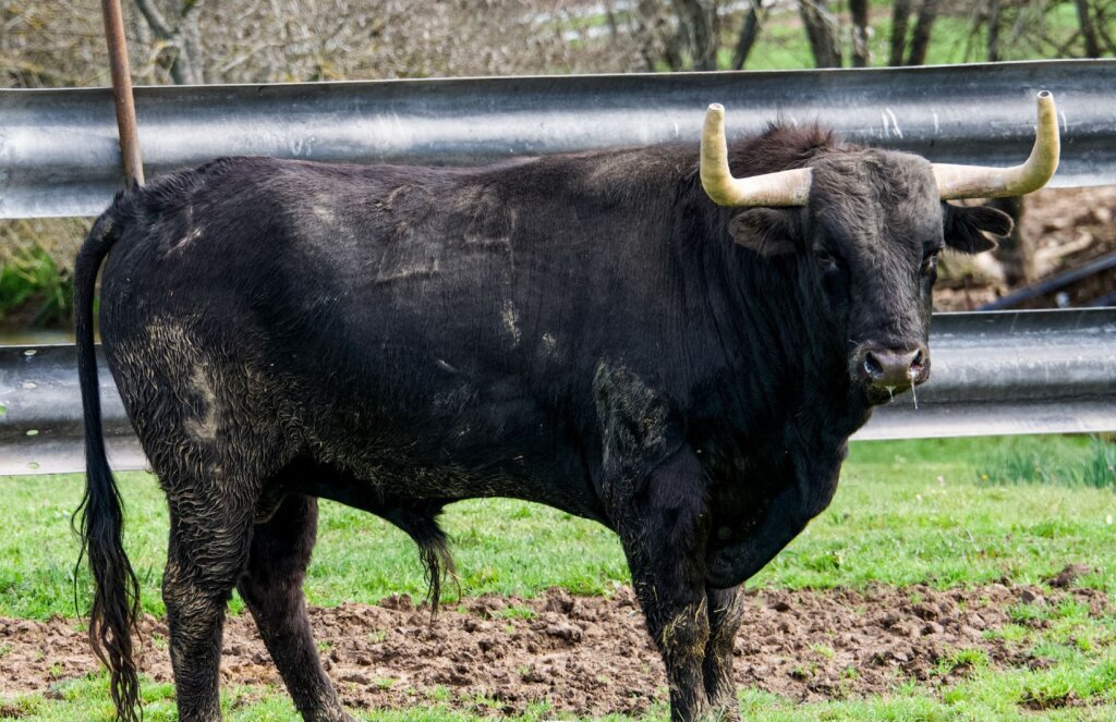 Estos son los novillos de Torrenueva, El Retamar, José González y El Estoque para el Circuito de Madrid