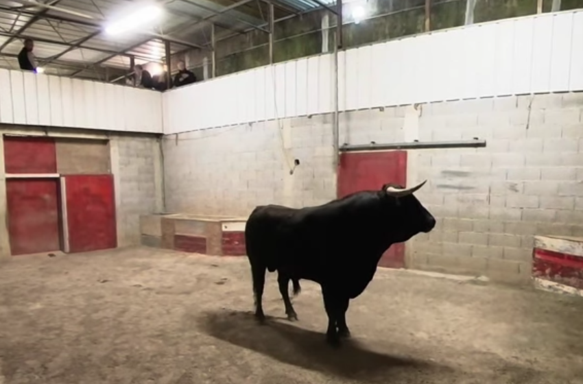 Desembarcados los novillos de Domecq Núñez para Garlin