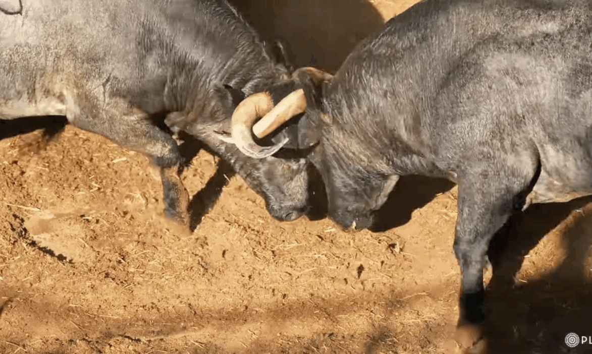 Impactante desembarque de los toros de Saltillo en Las Ventas