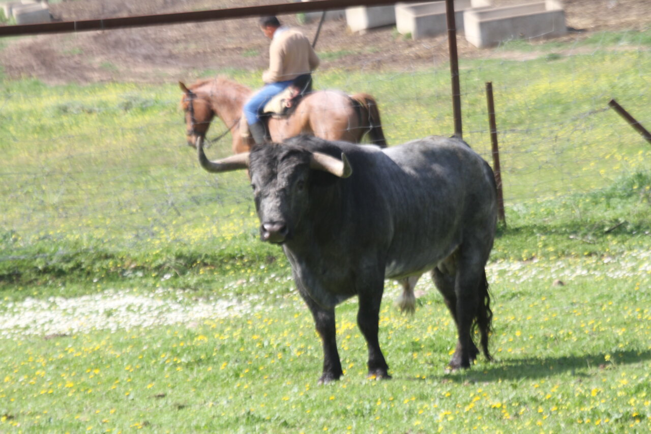 Así son los toros de Miura, Prieto de la Cal y Villamarta para la concurso de Vic-Fezensac