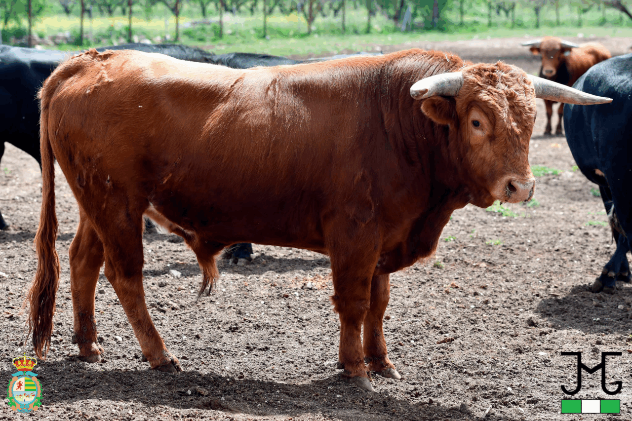 Los novillos de La Olivilla y Los Candiles para la final del Alfarero de Plata