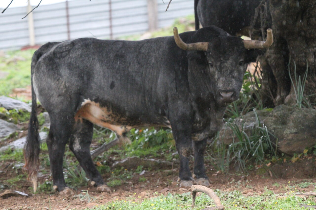 Así es la corrida de toros de Saltillo para Vic-Fezensac