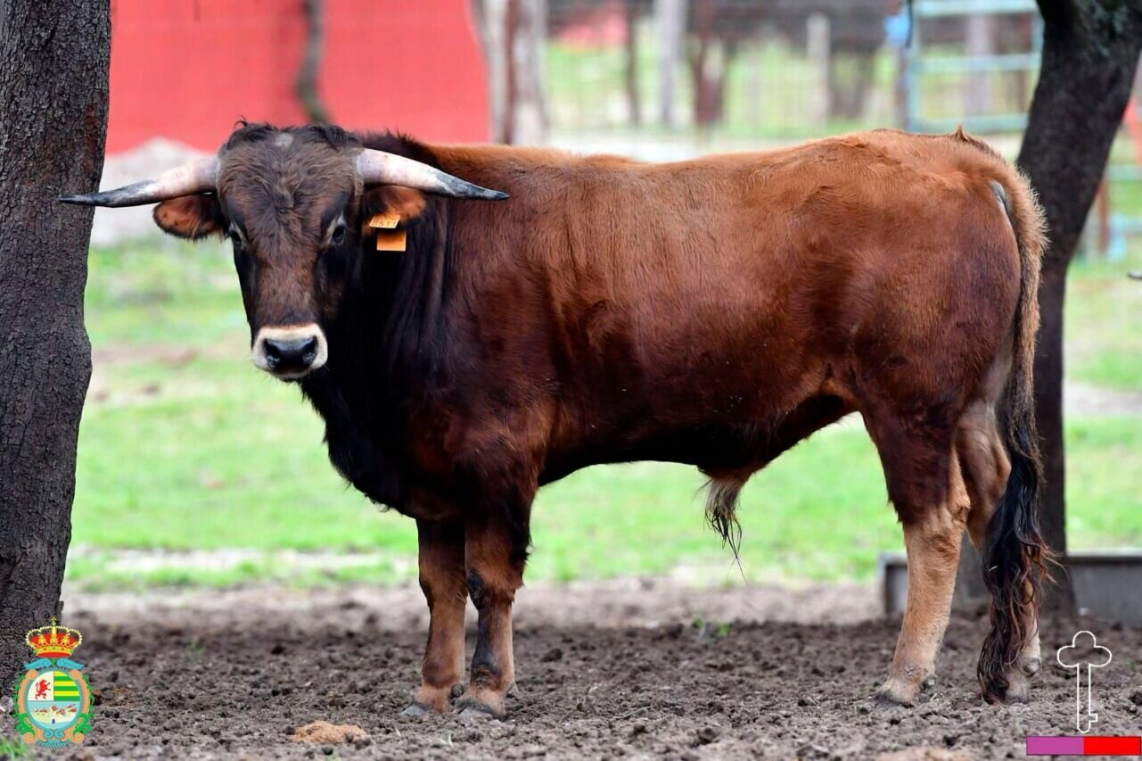 Los de Toros de Castilla y Santiago del Pasil para la segunda del Alfarero de Plata