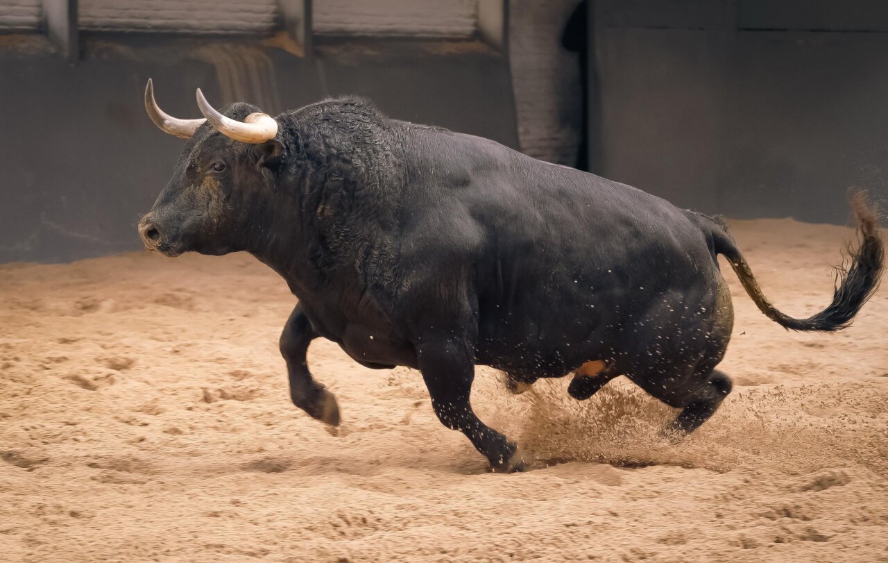 Los toros de Valdellán para el Domingo de Ramos ya están en Las Ventas