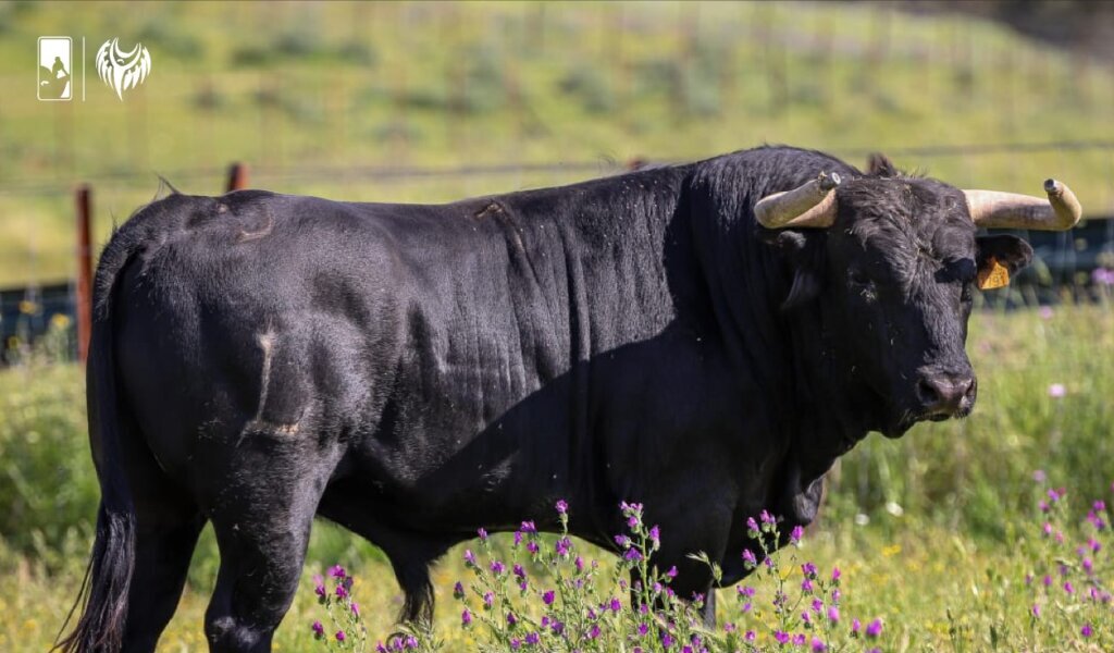 Los novillos de Luis González Conde para la primera semifinal del Circuito de Andalucía