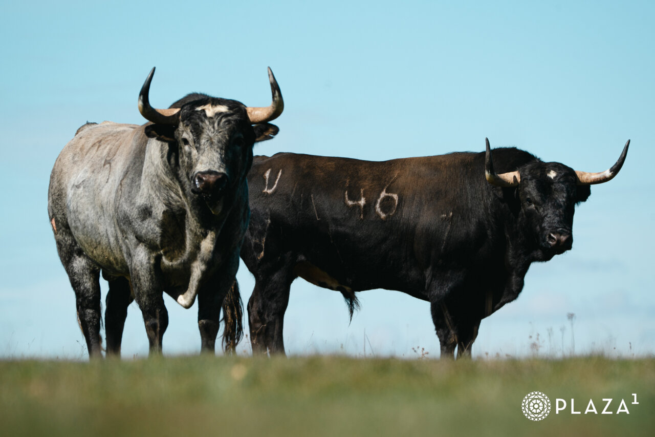 Los serios toros de Valdellán para el Domingo de Ramos en Las Ventas