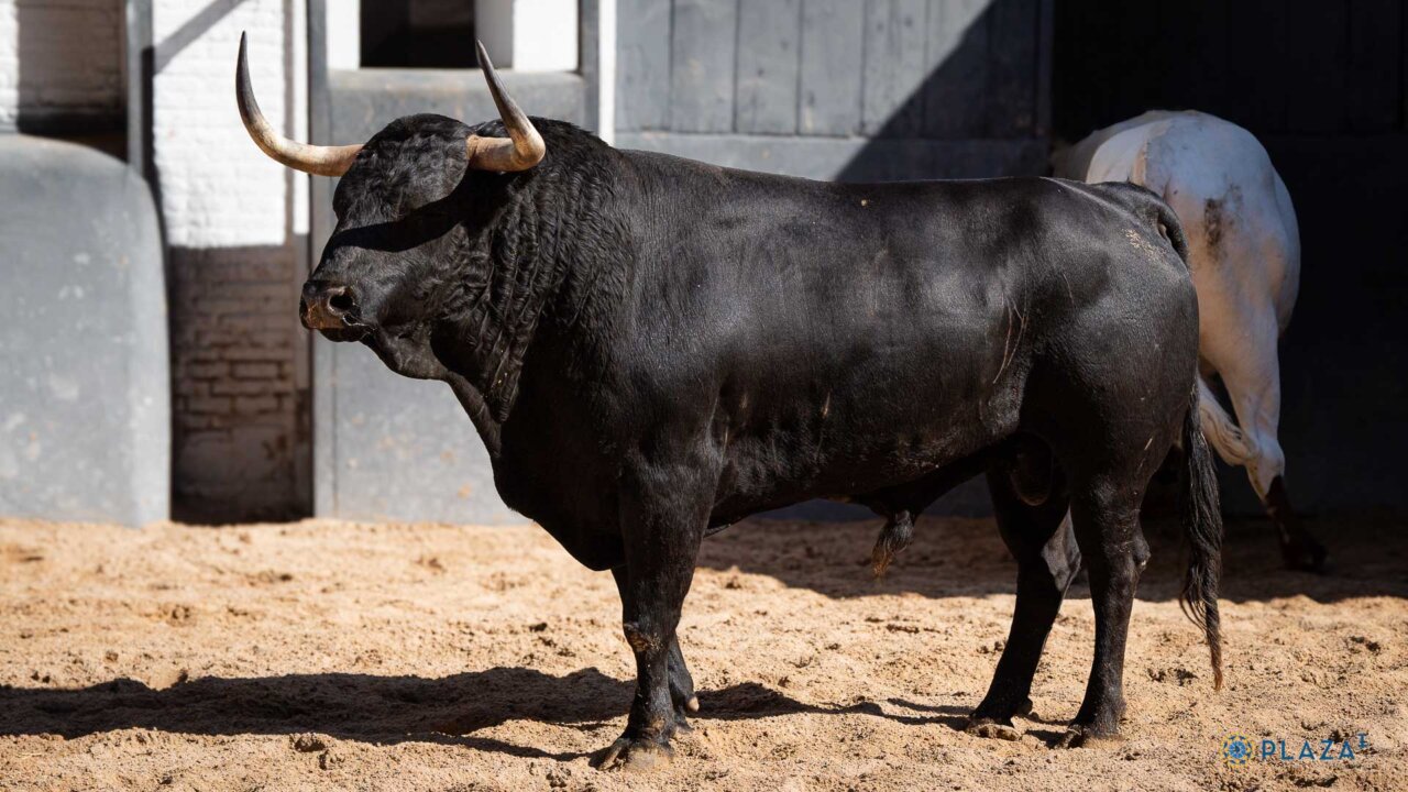 Rafael Serna confirma en Las Ventas con Bizantino, de El Torero