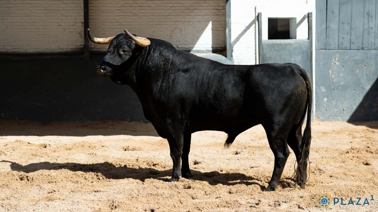 Cuatro de El Capea y dos de San Pelayo para los rejones de Madrid