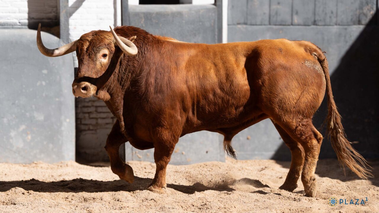 Un toro de Torrealta remienda la corrida de Juan Pedro Domecq de Madrid