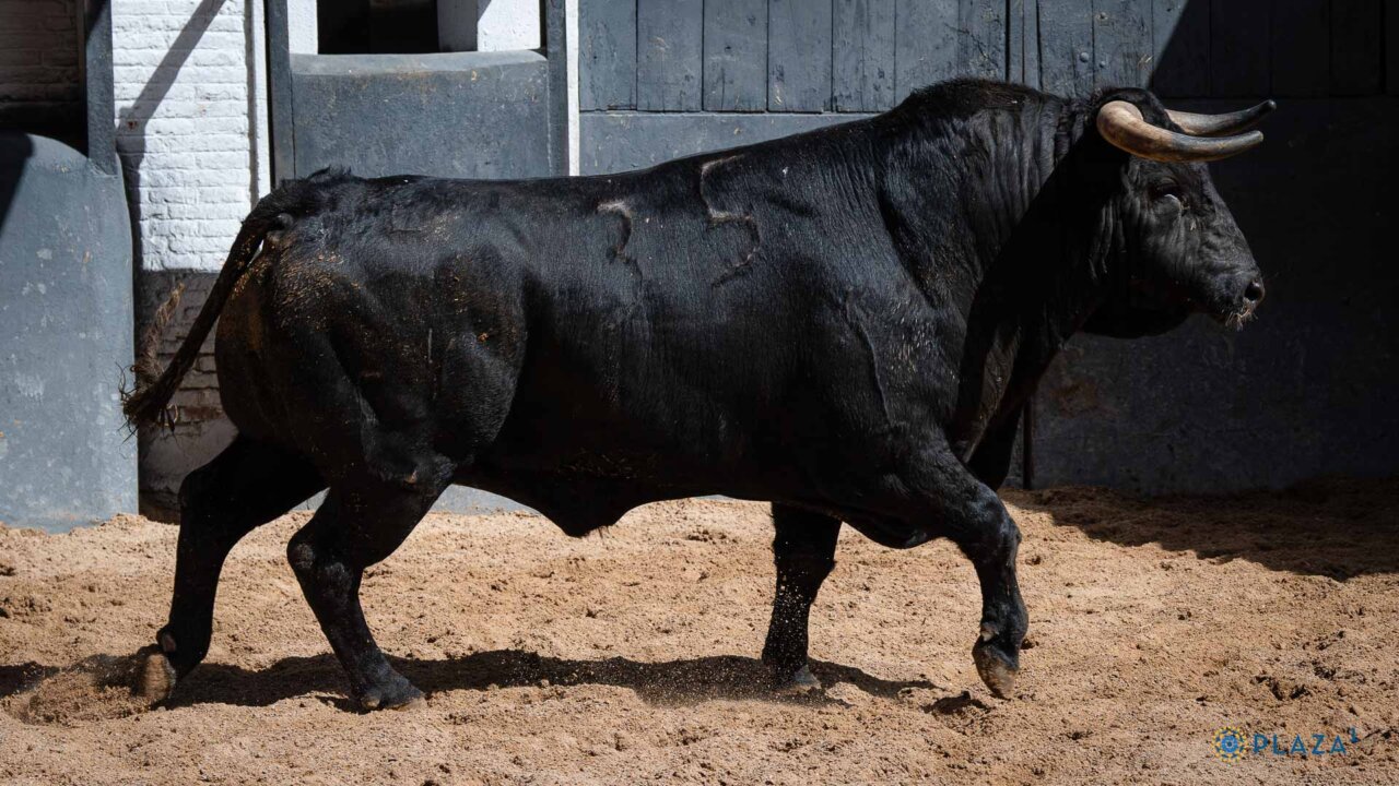 Toros de Los Espartales para la segunda cita de rejones de San Isidro