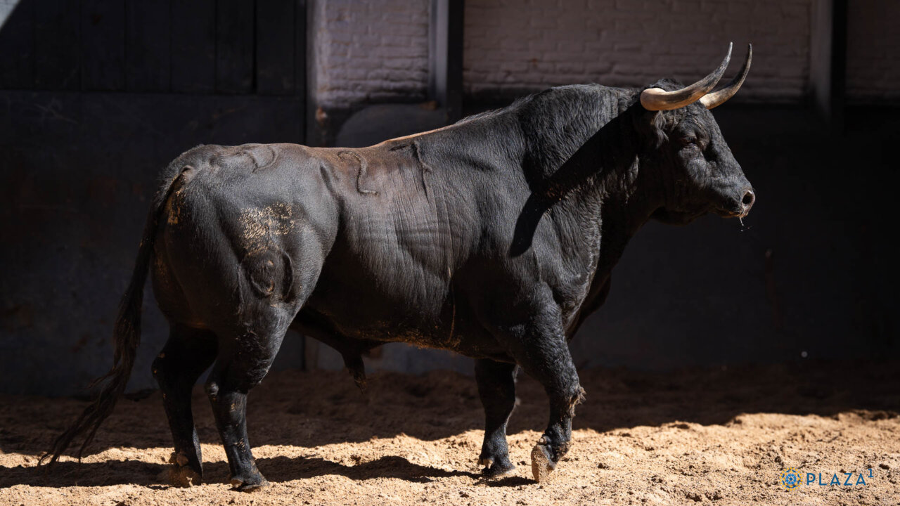 Diego San Román confirma en Madrid con Infortunado, de Fuente Ymbro