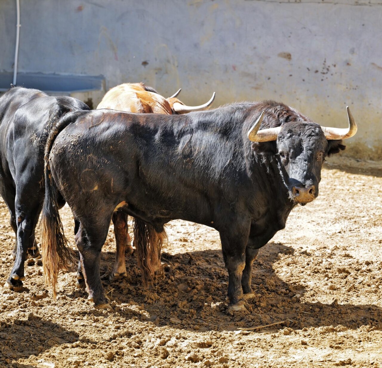 Manuel Román tomará la alternativa en Córdoba con Ofiverde, de Domingo Hernández