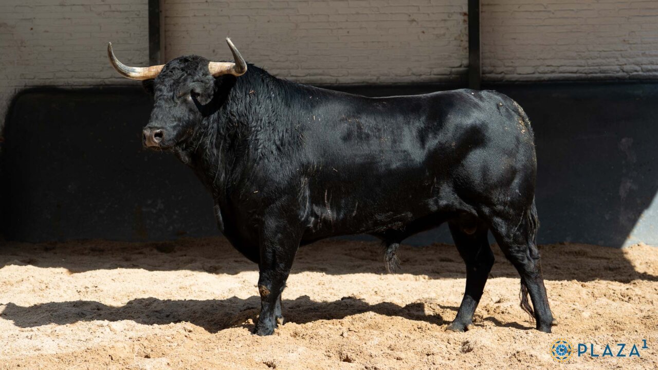 De Corremantas a Comino, los seis novillos para Marco Pérez en Las Ventas