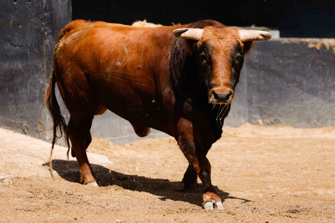 Señorío, primero de los seis fuenteymbros para la novillada de Sevilla