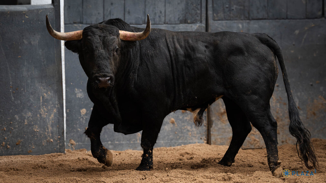 Chicharro confirma en Las Ventas con Pandereto, de José Enrique Fraile de Valdefresno