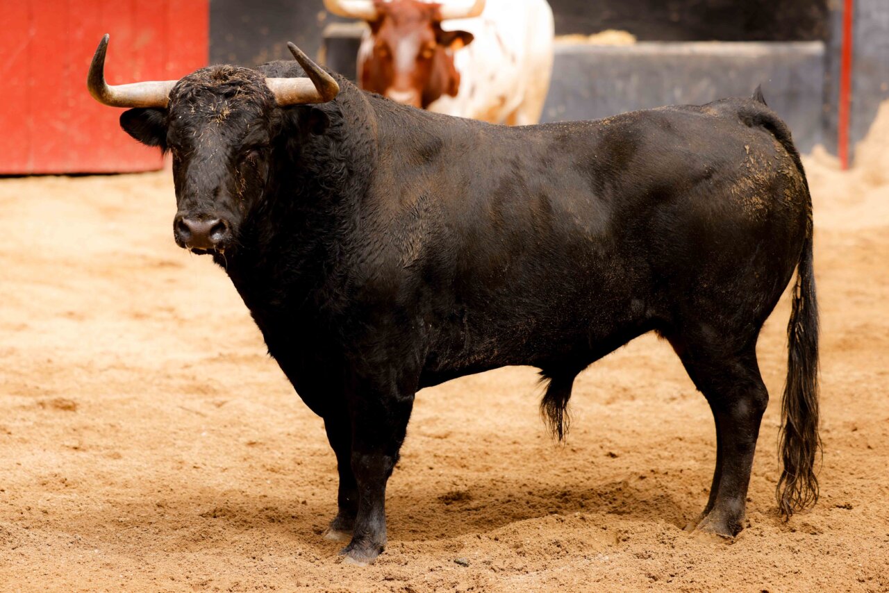 Capirotero y Gabacho, de El Parralejo, para la última de Roca Rey en la Feria de Sevilla