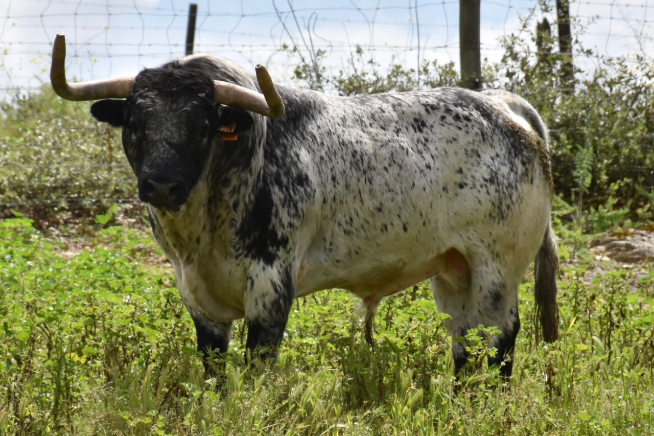 Imponente lote de Sobral para el torismo de Ceret