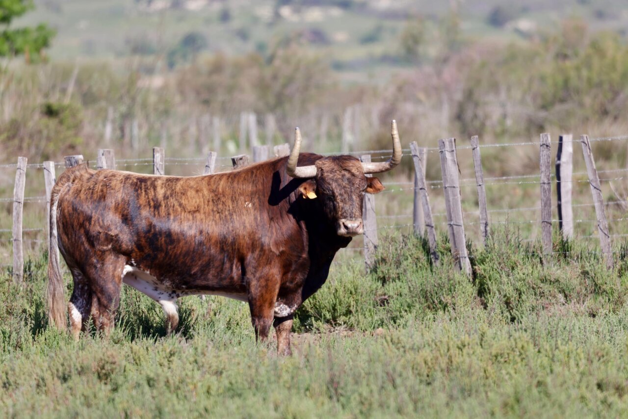 Así es la corrida de Robert Margé para esta temporada en Dax