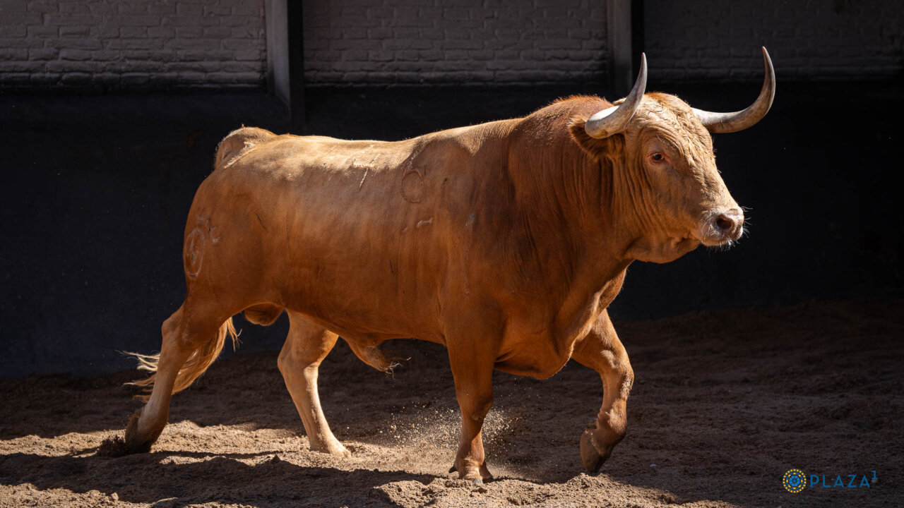 Langosto, de Dolores Aguirre, abre la corrida de este martes en Las Ventas