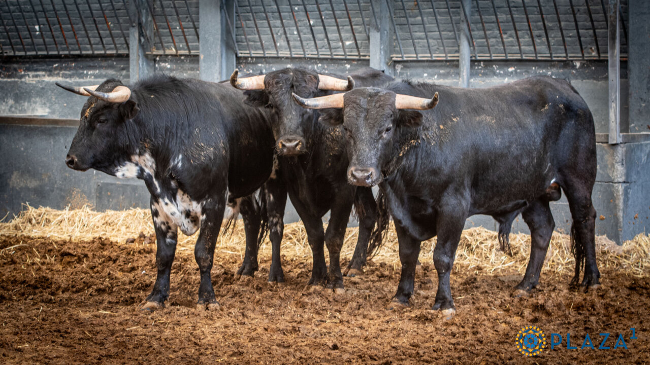 Tres de El Montecillo y tres de Hnos. Sánchez Herrero para la final del Camino hacia Las Ventas