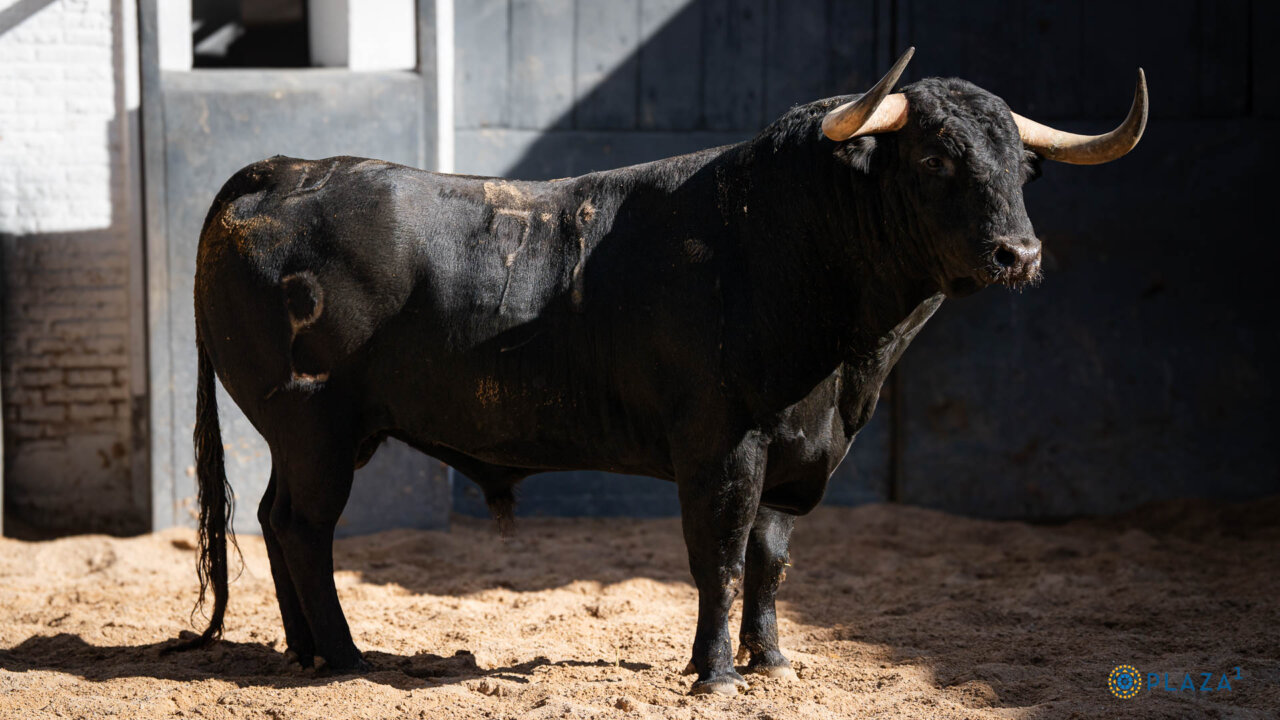 Seis de Alcurrucén para la duodécima de San Isidro, otra cita de "No hay billetes"