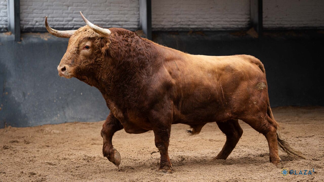 Un Brigadier de Pedraza de Yeltes de 667 kilos para hoy en Madrid