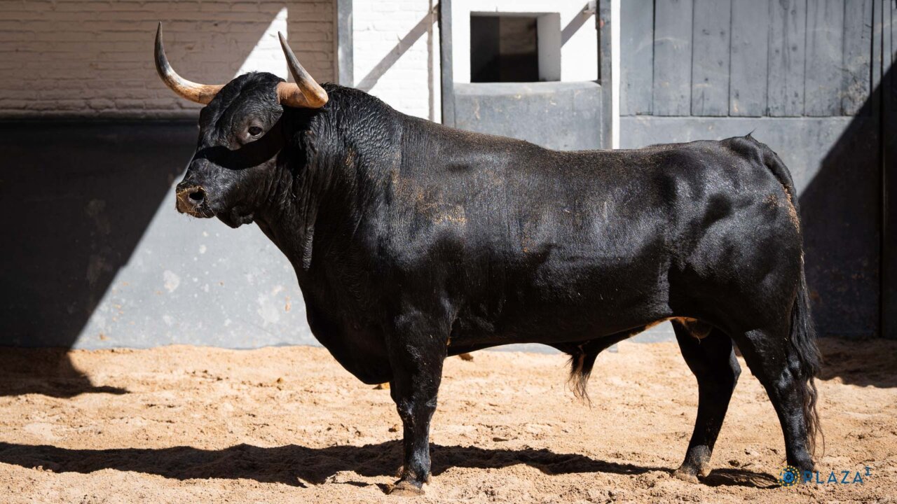 De Chistero a Verdial, listos los seis de Araúz de Robles para esta tarde en Las Ventas