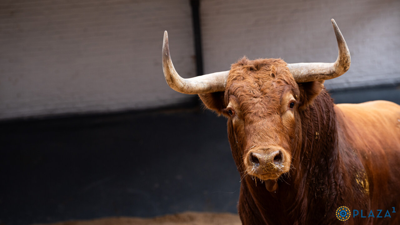 Seis toros de El Pilar para la segunda de San Isidro