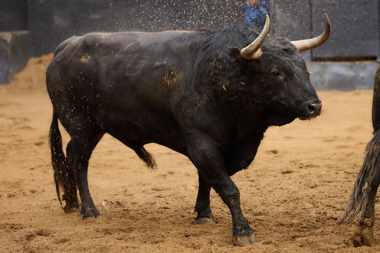 Seis toros de Domingo Hernández para el esperado cartelazo de arte de Sevilla