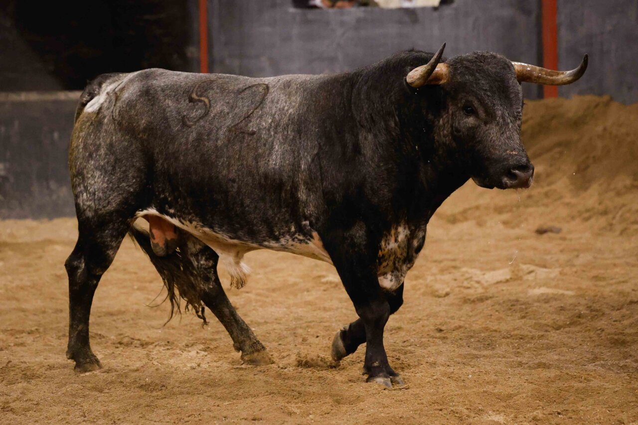 Chocero, de Miura, para abrochar la Feria de Abril