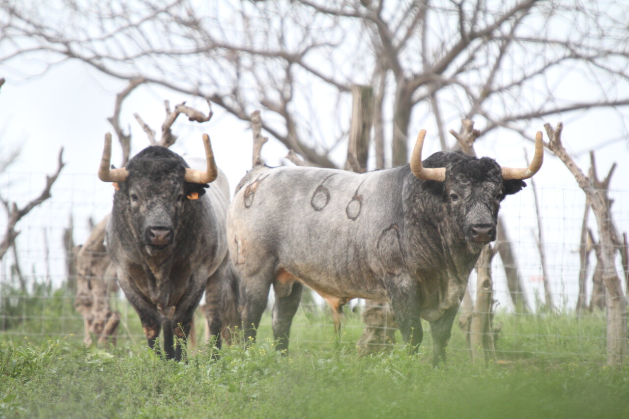 La corrida concurso de Vic-Fezensac, diversidad para todos los gustos
