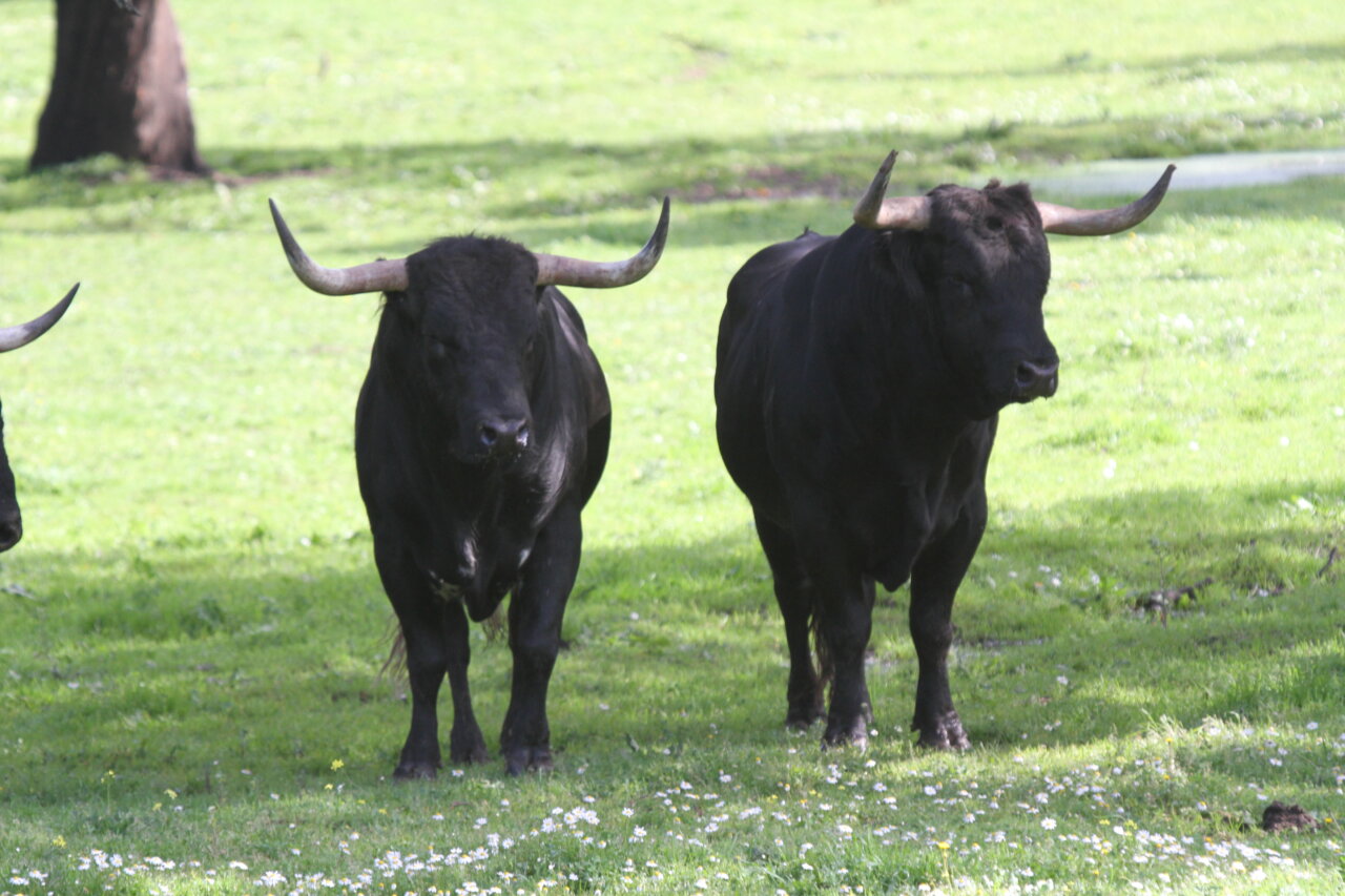 Isabel Lipperheide, ganadera de Dolores Aguirre: “Quiero un toro con fuerza, que transmita emoción”