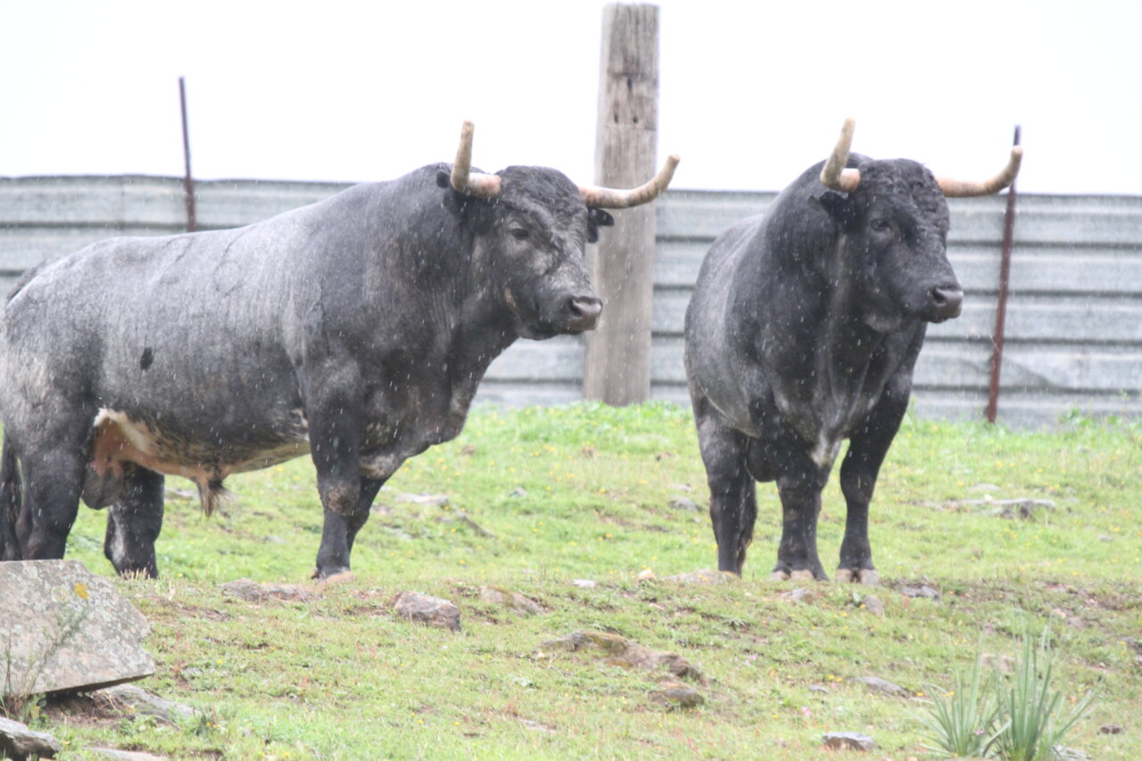 Moreno Silva, ganadero de Saltillo: “Lidiar en Vic-Fezensac es una responsabilidad”