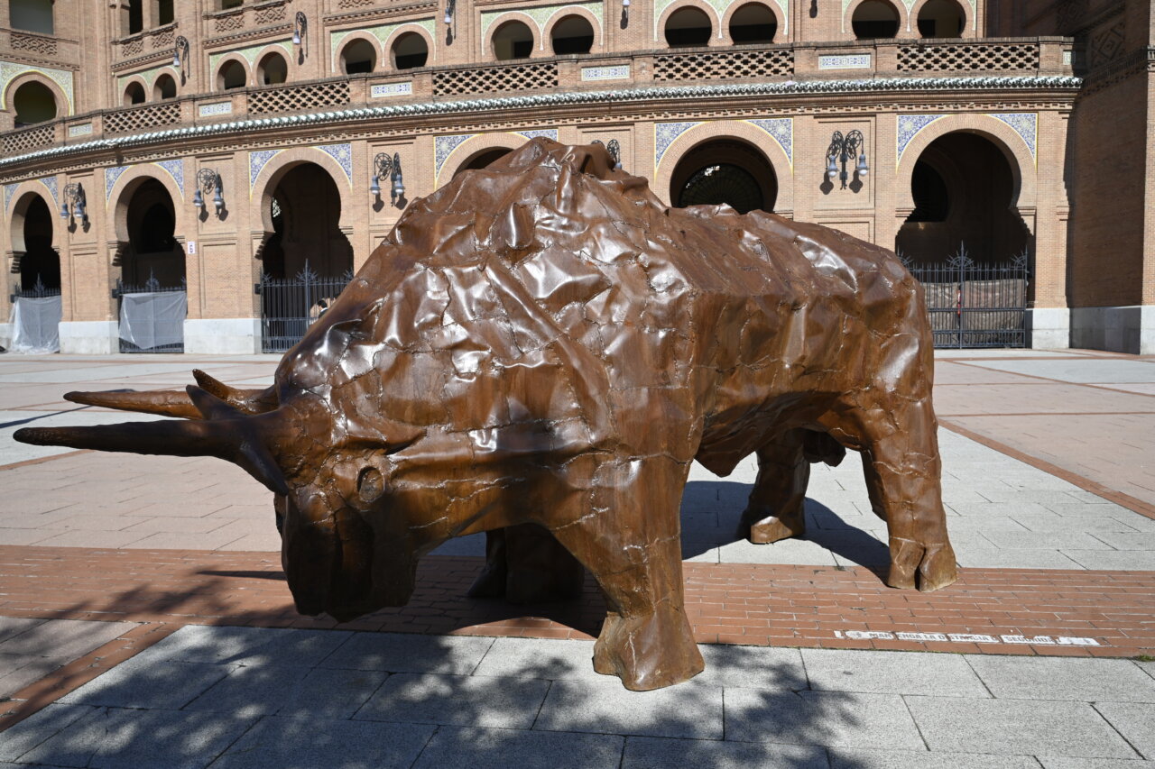Valencia, Castellón y ahora Las Ventas, el toro de Ripollés llega a San Isidro