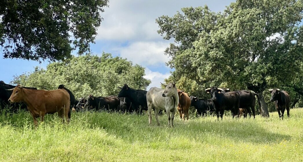 Valdelapeña: bravo con denominación de origen Valencia