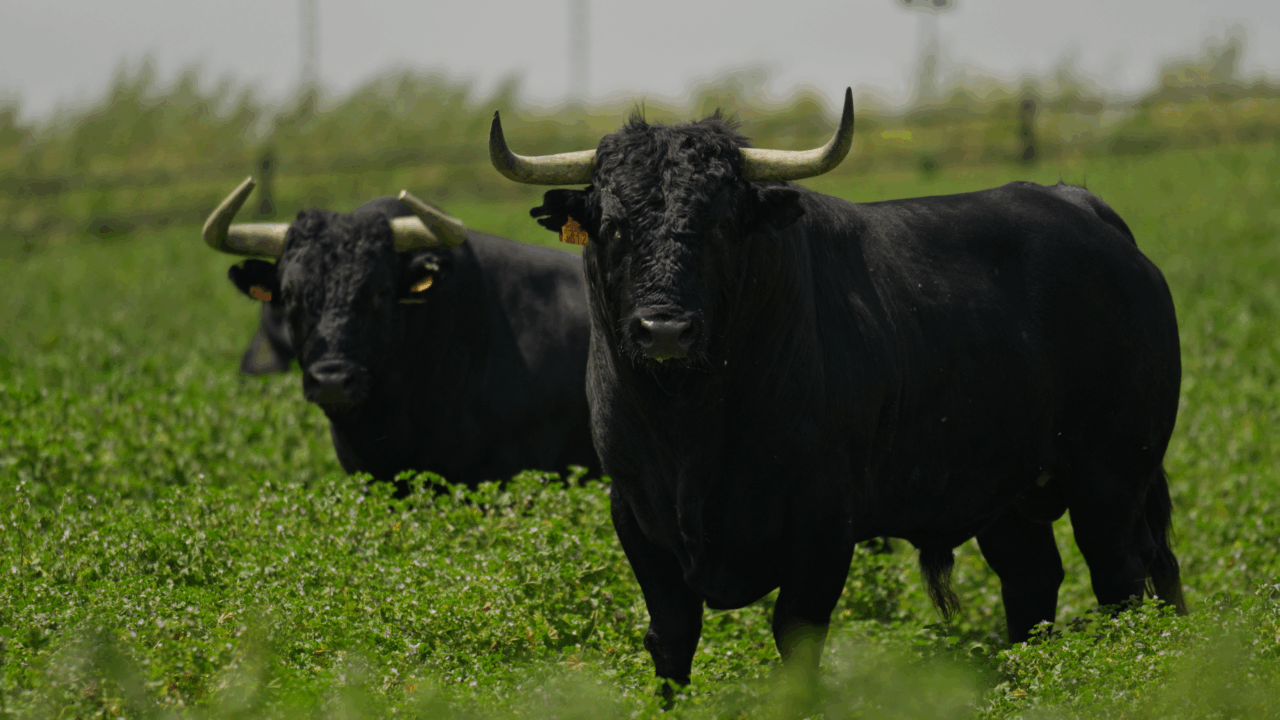 "Yo soy el toro", la RUCTL presenta su spot por el 120º aniversario