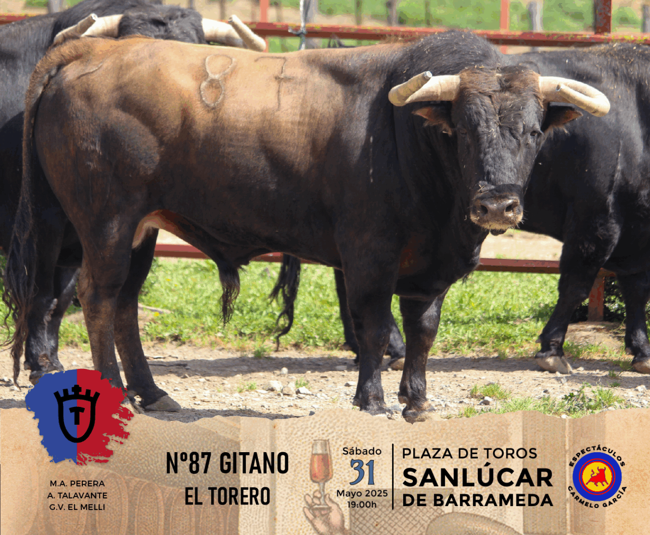 Los toros de El Torero para este sábado en Sanlúcar de Barrameda