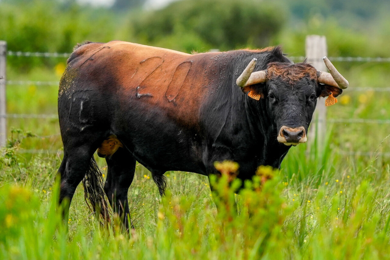 Los novillos para la novillada de la Romería de Mauguio