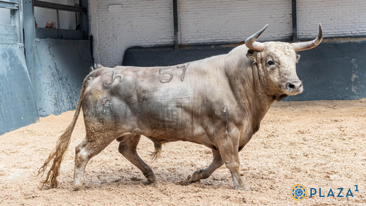 Enchiquerados los novillos de los seis hierros para esta tarde en Las Ventas