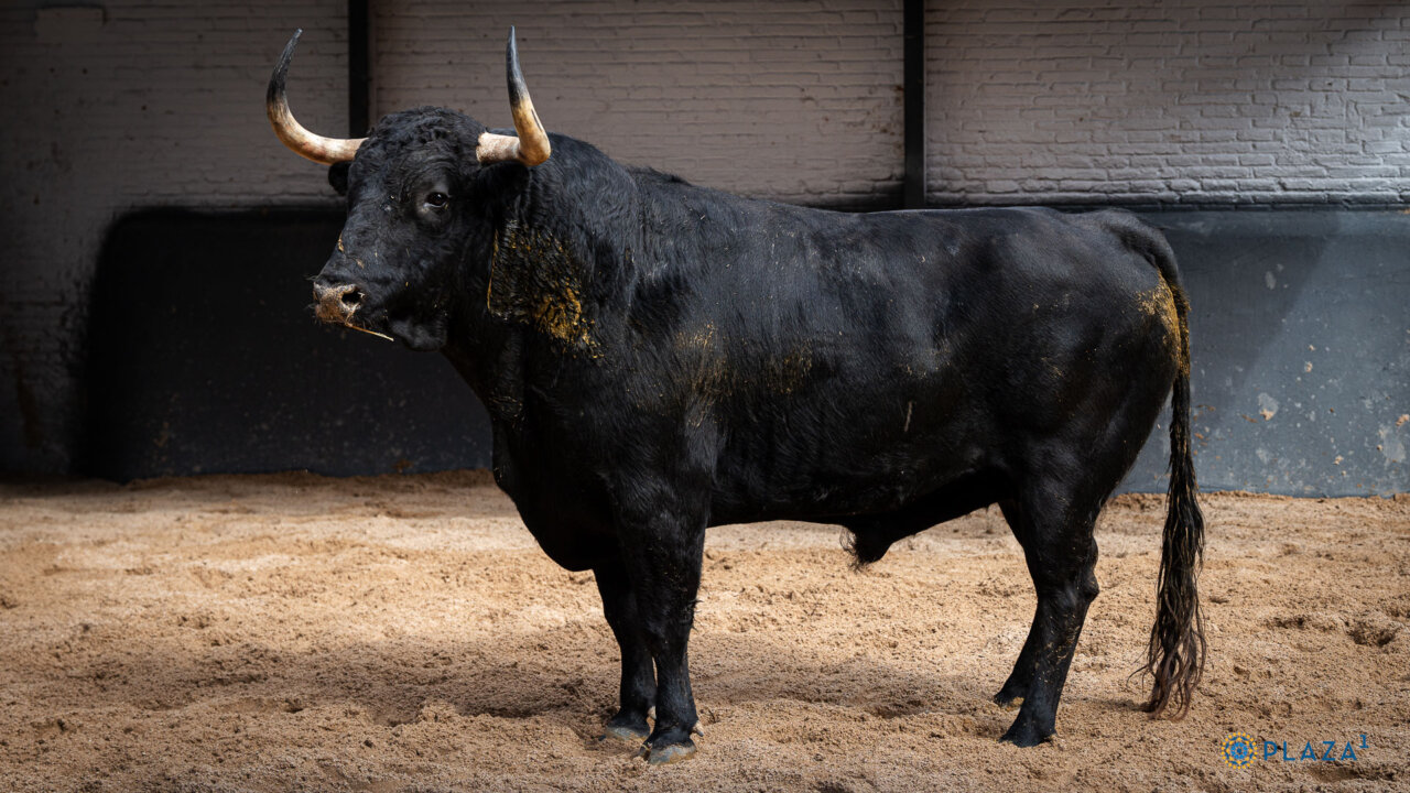 Clemente confirma y abre San Isidro en Madrid con Forajido, de Victoriano del Río