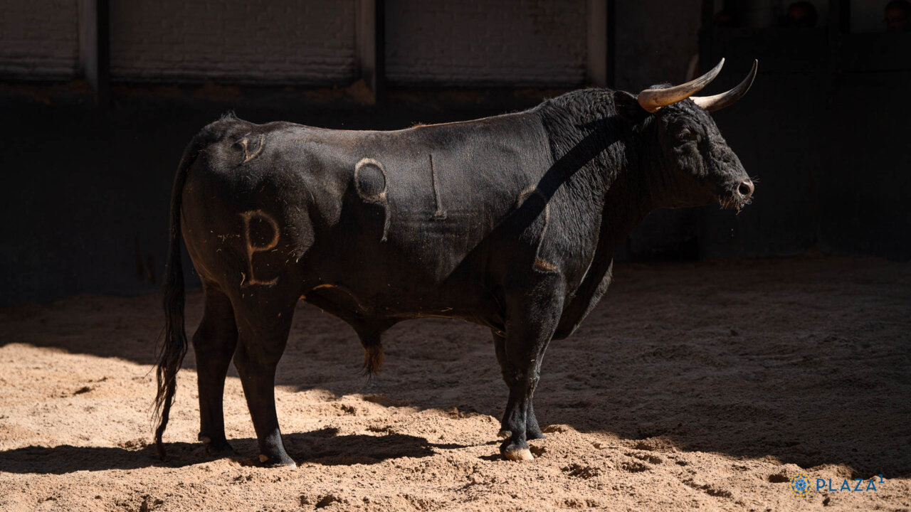 Sorteados los de Alcurrucén para la primera novillada de San Isidro