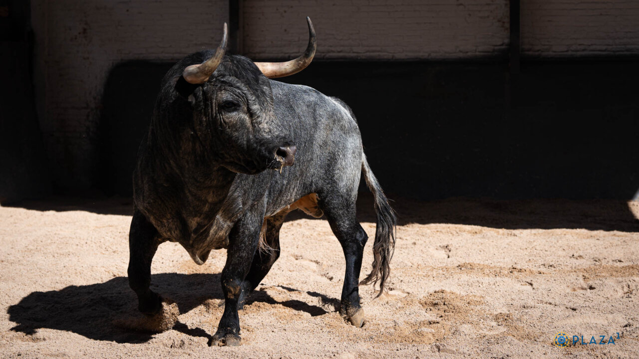 Cucaracha abre la corrida de La Quinta para hoy en Madrid