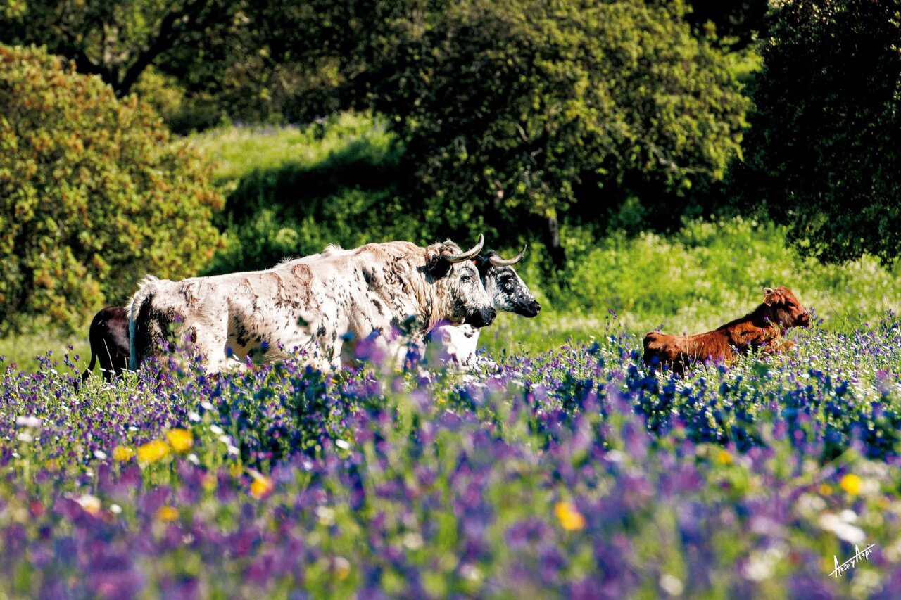 La RUCTL reivindica el papel crucial del toro bravo en la conservación del ecosistema y la biodiversidad