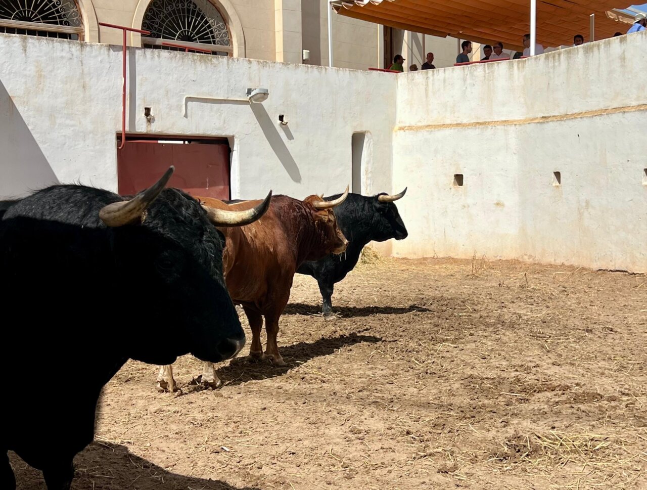 Seis toros de Núñez de Cuvillo para el cartel de este domingo en Alicante